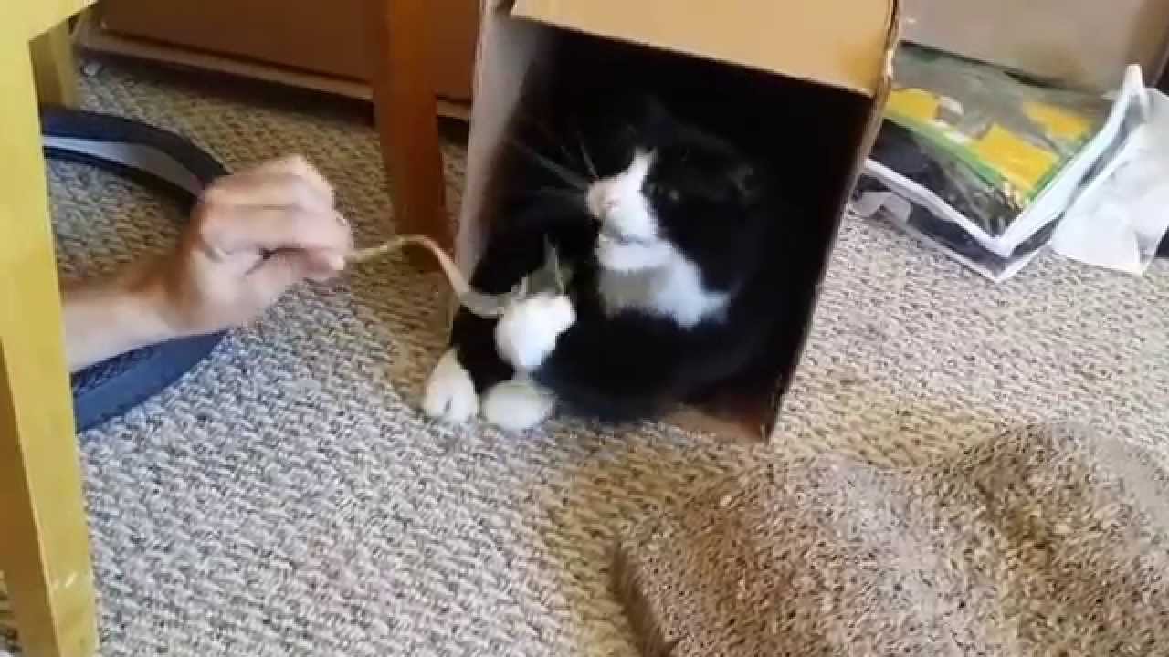 To Be Taunted Synonym