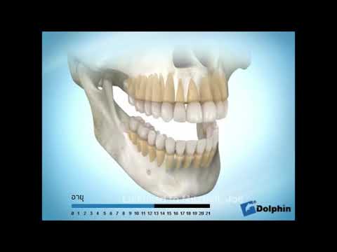 วีดีโอ: การงอกของฟันมีลักษณะอย่างไร?