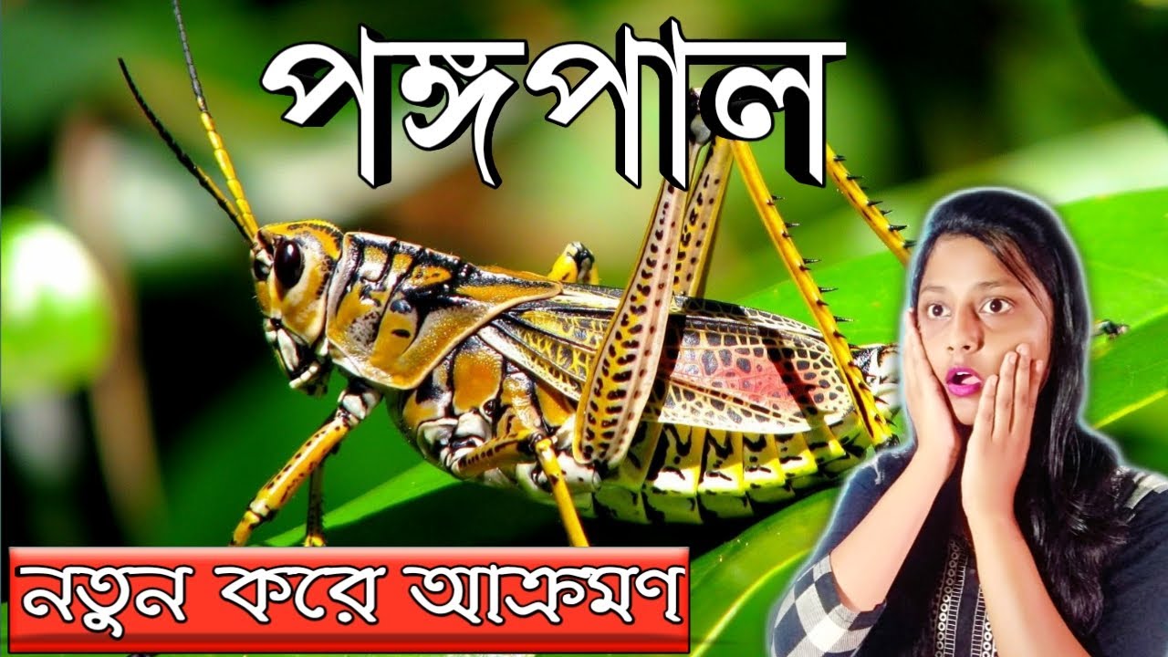 Pongopal Ki পঙ্গপাল কি Pongopal Bangla Locust Swarm in Bengali 