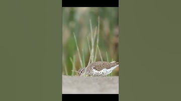 Photographing Sandpipers from my floating hide!