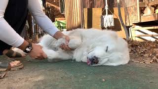 のんびりルンルン Great Pyrenees グレートピレニーズ
