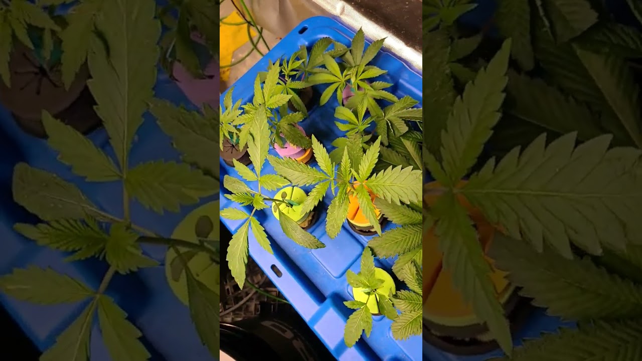 diy cloner doing work