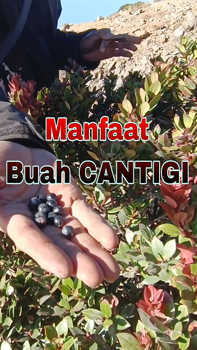 MANFAAT BUAH CANTIGI ( Buah liar yang  mengandung antioxidan tinggi