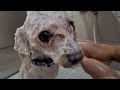 This DOG was in a BAD SHAPE!