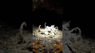 Scorpion Burrow POV | Realistic Micro Camera Journey Into an Underground Colony. #ai #usa