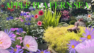 August Container Garden Tour & Topiary Trim, Cosmos ‘Cupcakes Blush’ & Many Lovely Growing Things!