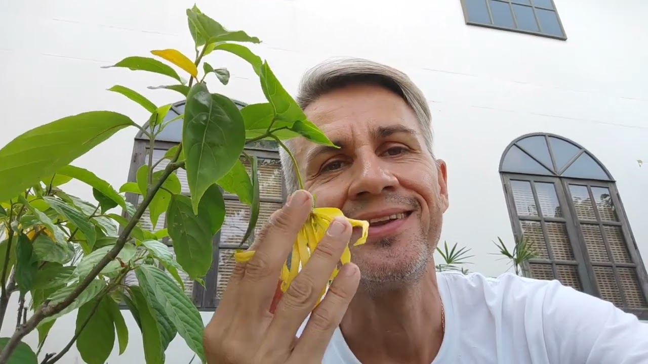 Иланг-иланг или кананга душистая. Ylang-ylang or Cananga odorata.