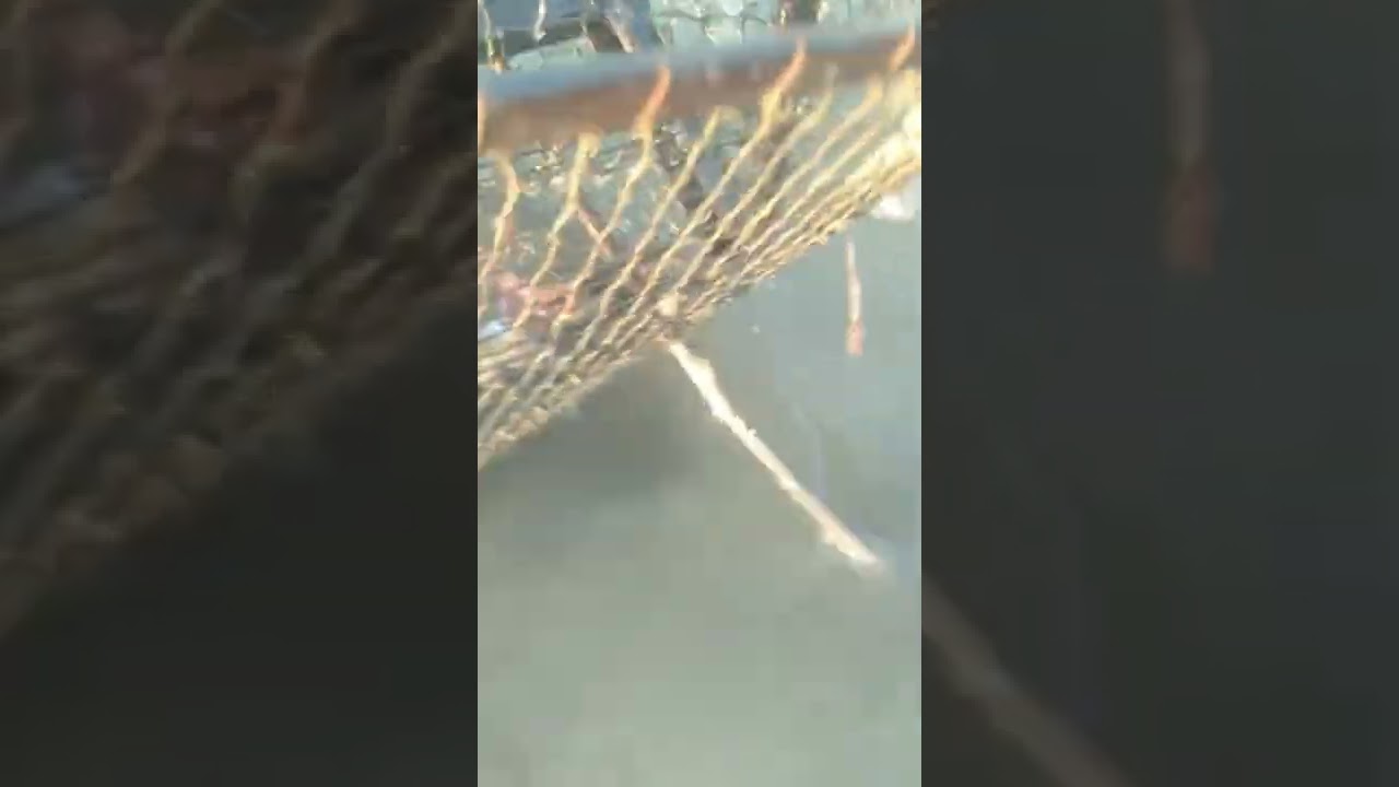 Best crab trap/ Amazing crab fishing 