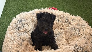 Nova-Apollo 26 lakeland puppies 8 weeks old