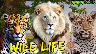 Wild Life Animal's 4k | BIRDS SOUND - Forest Rainbow Relaxing Music | Discovery Animal video screenshot 2