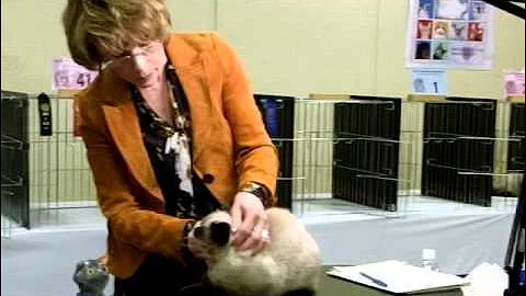 Video 11785521: cfa cat show, kittens cfa, exotic kitten, kitten boy