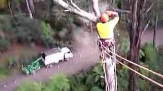 Tree Climbing techniques and tall tree cutting techniques with Ace Tree, high point out of a bucket