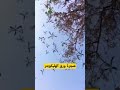 شجرة أوراقها تشبه طائرة الهليكوبتر سبحان الله