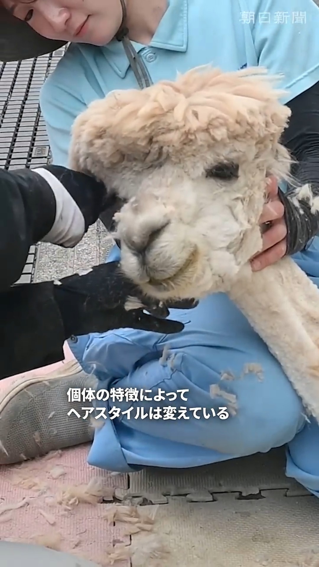 Alpaca Shearing: 