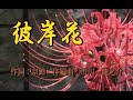 オリジナル演歌【彼岸花】歌唱&カラオケ32分46秒