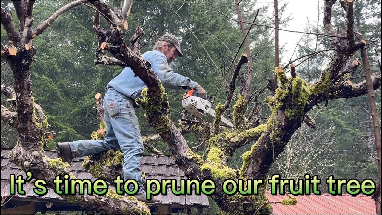 Pruning Trees and Shrubs / promote plant health - YouTube