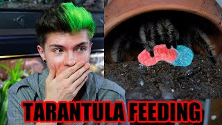 Feeding My Tarantulas GUMMY WORMS!