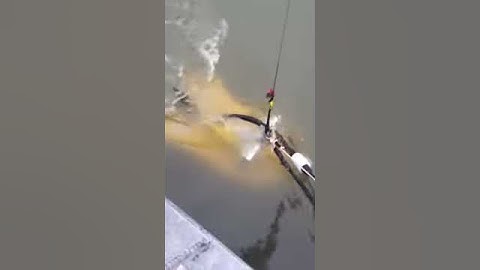 Sub Bottom Profile Acquisition