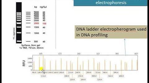 DNA profiling part 2