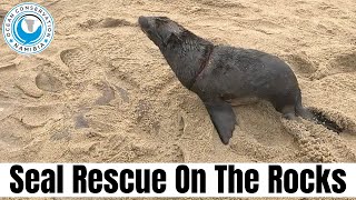 Seal Rescue On The Rocks