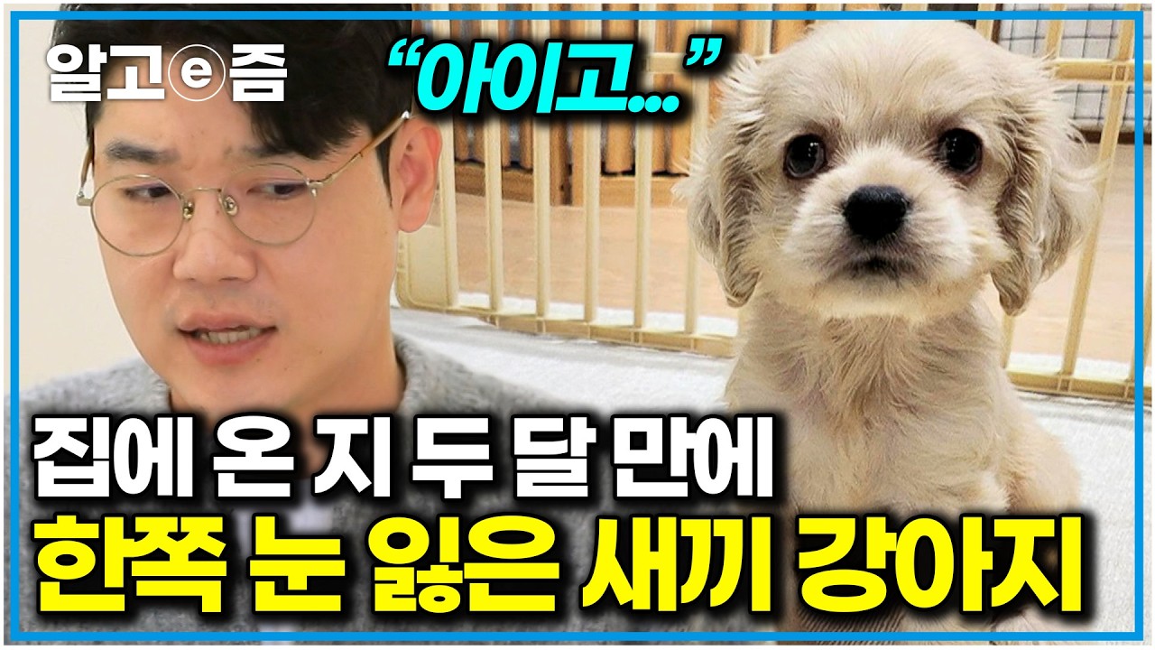 “수의사 아버지께 안 여쭤보셨어요?” 실명 위기에 처한 5개월 새끼 강아지의 안타까운 사연은?｜세상에 나쁜 개는 없다｜알고e즘
