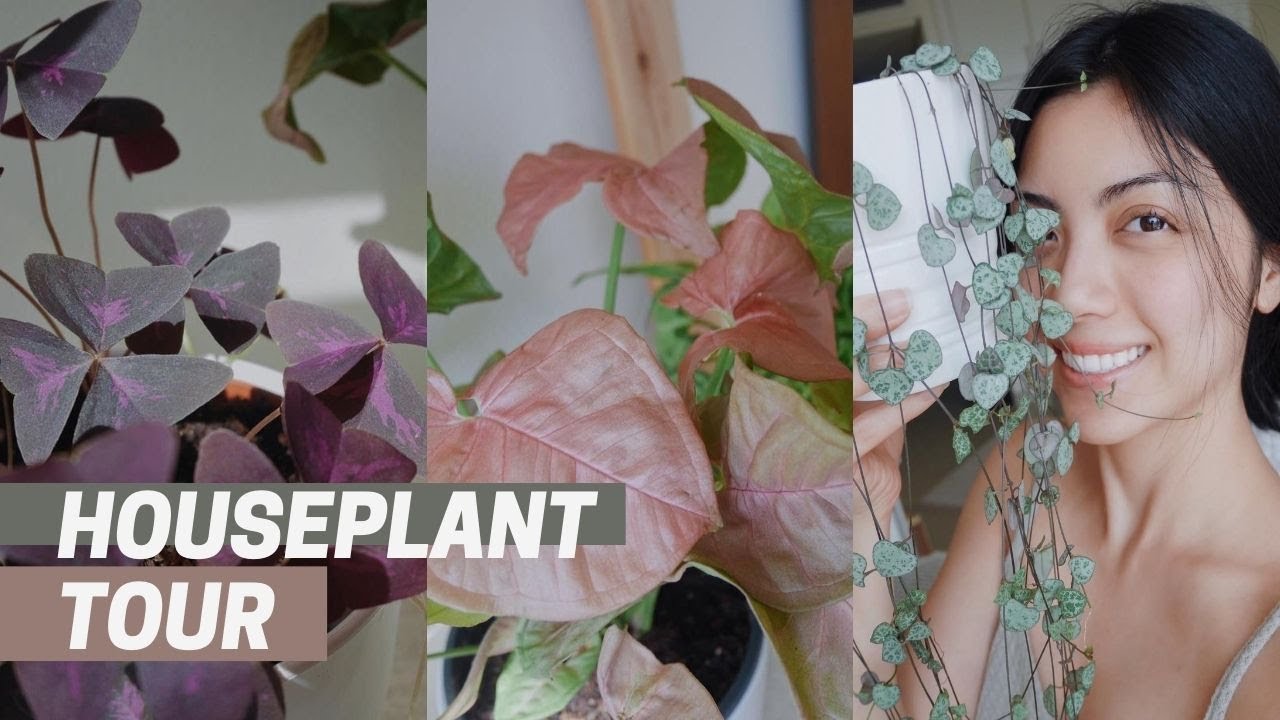 🌵Houseplant Tour🌵 YouTube