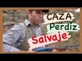 CAZA PERDIZ SALVAJE