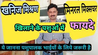 खनिज मिश्रण  मिनरल मिक्सचर के फायदे mineral mixture for cow buffalo goat why ? मिनरल मिक्सर पाउडर