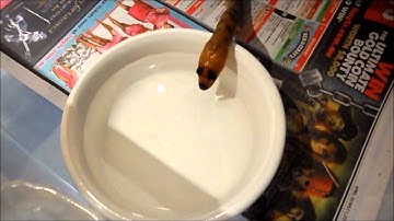 Tanami Woma Drinking