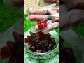 sweet dish recipe #sweet #sweetrecipe #shortsfeed #food #fruit #satisfying #recipe #yummy