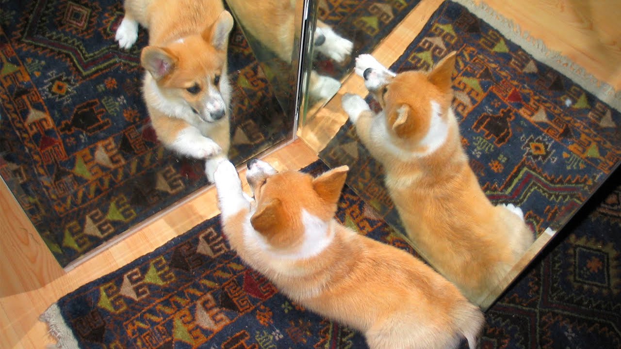Dogs vs Mirrors 114 YouTube