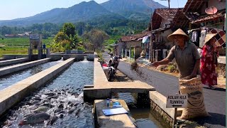 Deal..Semua Sepakat‼️Inilah Desa Tersubur Terindah Berada Di Cisalak Subang Pedesaan Jawa Barat