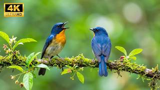 Bird Chirps to Improve Concentration and Reduce Anxiety | Deep Work Nature Sounds