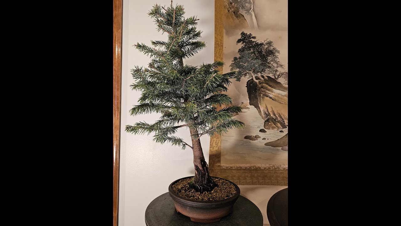 S1E14 Colorado Blue Spruce from training pot into new bonsai pot!