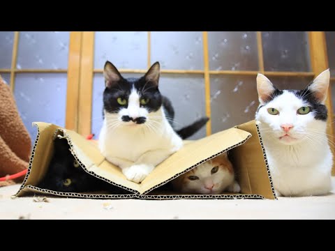 潰れた箱とねこ　Box and cat　220228