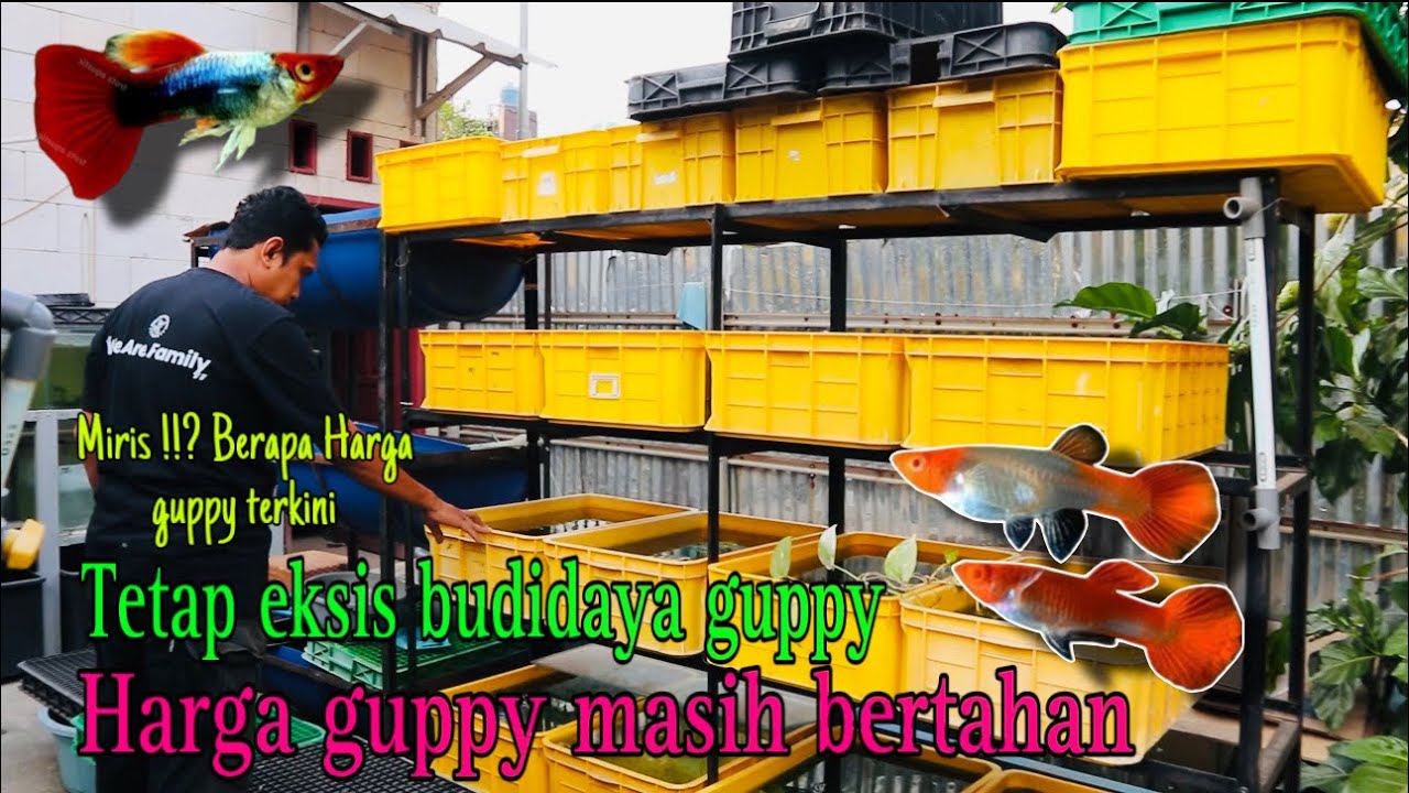 HARGA GUPPY terkini