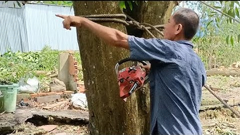 Cưa cây tràm bông vàng siêu khủng gần nhà .Cưa cây kỹ thuật cao