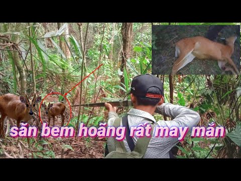 săn bắn khỉ rừng và hoãng (tập 9) Sinh tồn trong rừng 24h  may mắn được con hoãng to khủng 6/7/2021