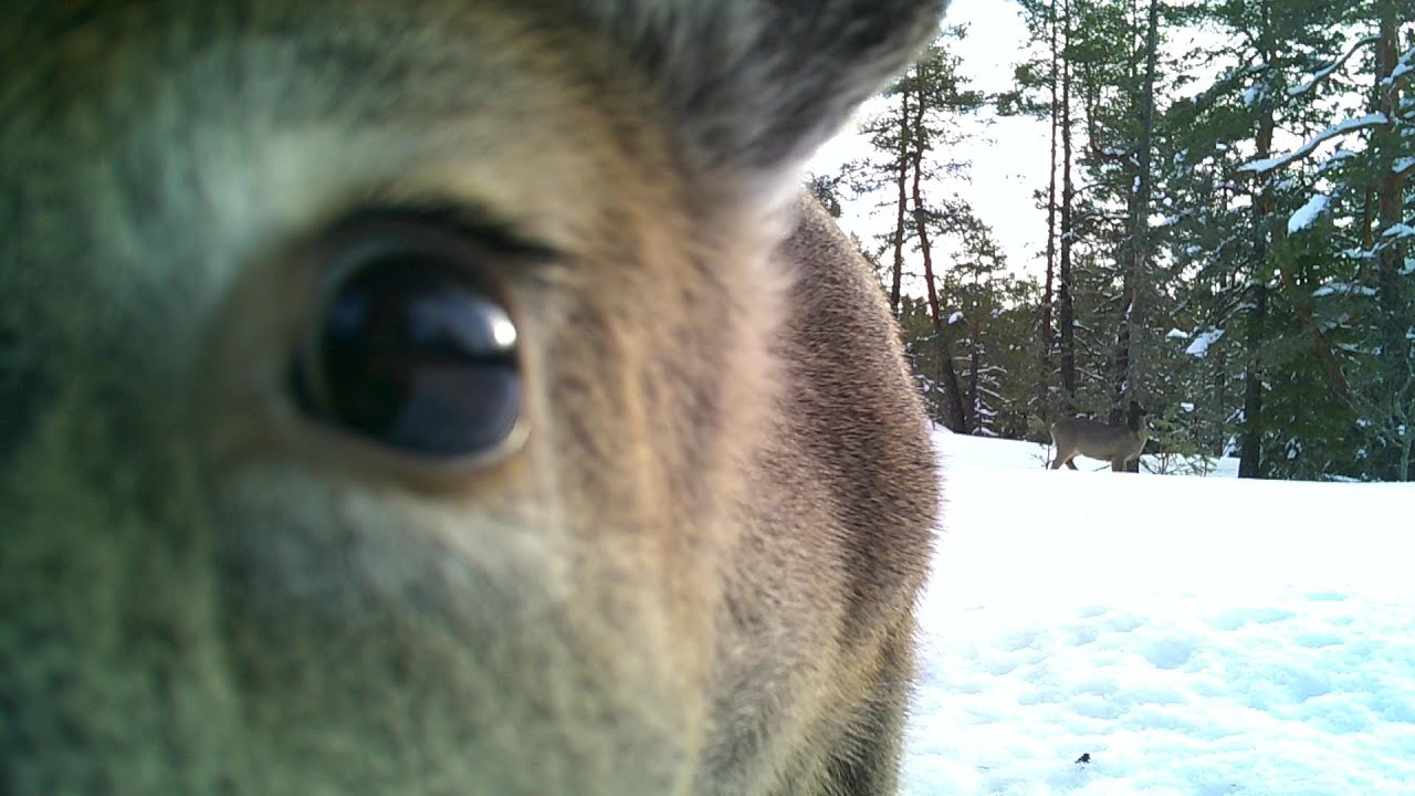 Wildlife in a snowy forest in Finland - Deer, Moose, Lynx