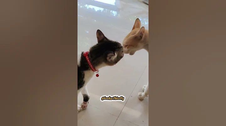 Watch the video about #funny #cat #comedy #pets #cute #dog #catvideos #ytshorts #funnyanimal #voiceover #funnypets