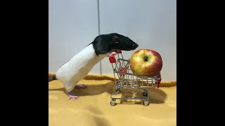 Tricks mit Ratten / tricks with pet rats