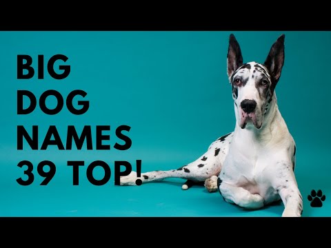 Video: Unique Hunting Dog Imena