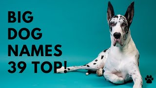 🐶 Big Dog Names 39 BEST 🐾 TOP 🐾 UNIQUE 🐾 Ideas | Names by Names 6,162 views 2 years ago 2 minutes, 39 seconds