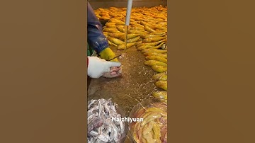 Fish processing #fish #fishing #seafoodprocessing #seafood #food #equipment #shrimp #fishprocessing