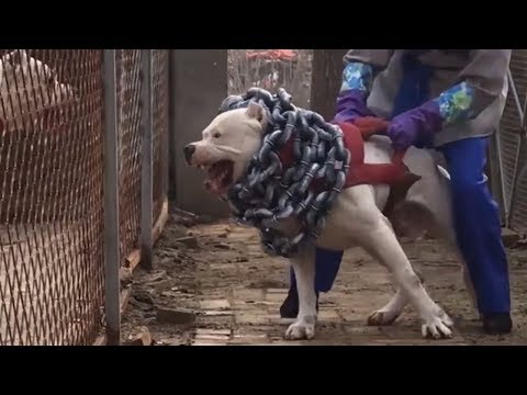 10 Most Aggressive Dogs in the World
