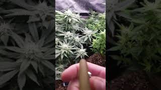 WOW!!!BIG TIME UPDATE!!!KUSH GROW GROWERS CHOICE CALI!!!