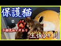 閲覧注意:子猫の流血 迷い子猫を保護しました。I saved my kitten. But I don't know what to do now. So I need your advice.