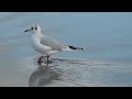 FAHRT VON BREMEN NACH CUXHAVEN ZUM STRAND