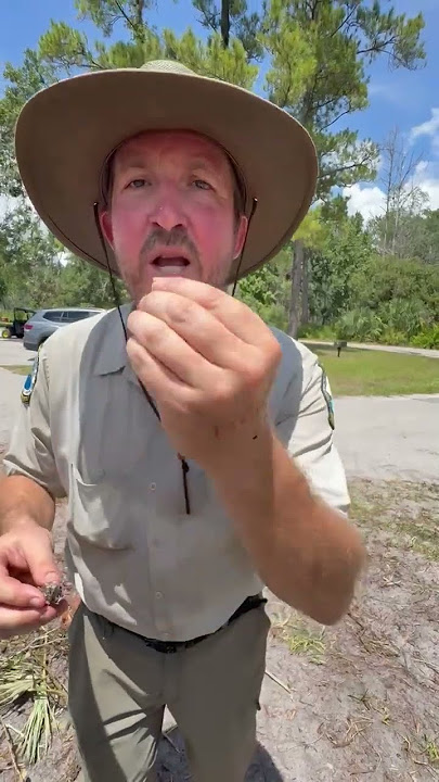 Eating Wasp Larva