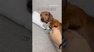 My dog doesn't want that... #dogs #dog